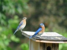 Bluebirds 